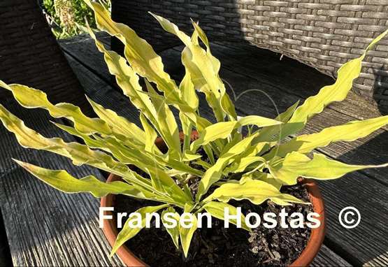 Hosta Wizard of Ahhhs